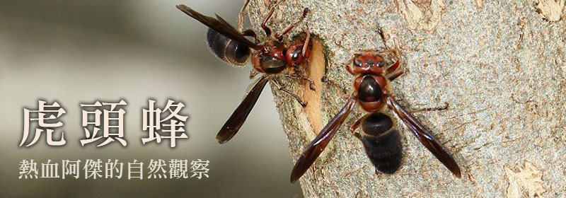 熱血阿傑的自然觀察─虎頭蜂